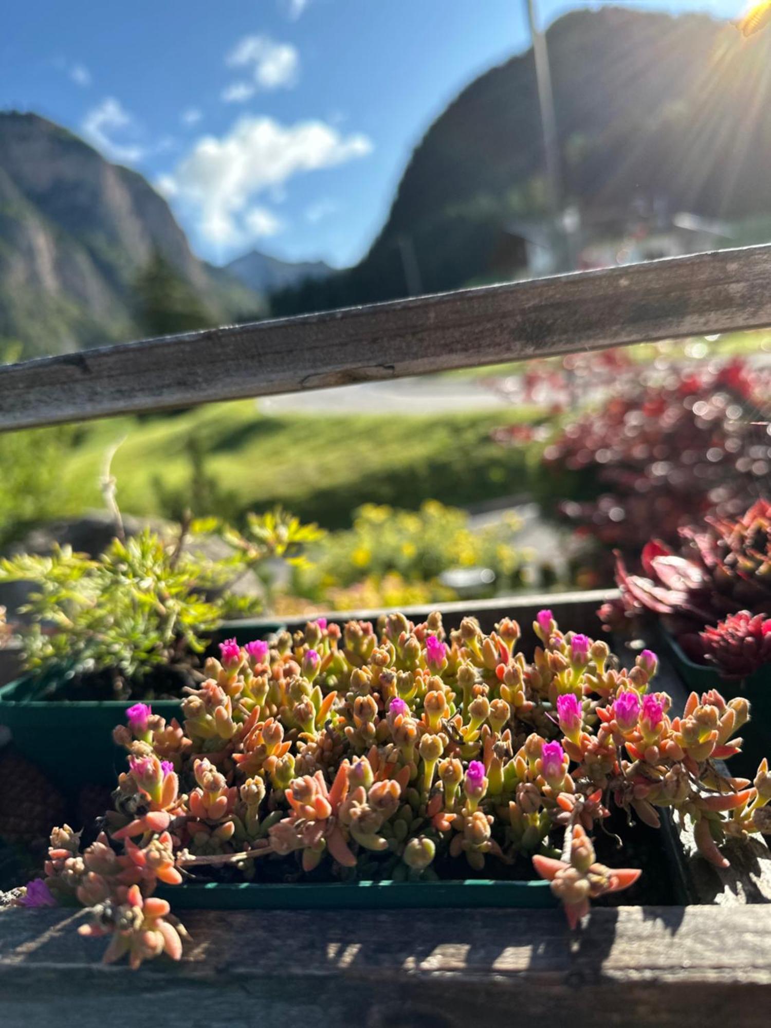 Garni Villa Erna Selva di Val Gardena Exterior foto
